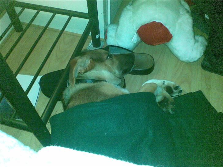 Blanding af racer Buller - Så er man træt efter en lang dag med 1000 nye indtryk billede 6