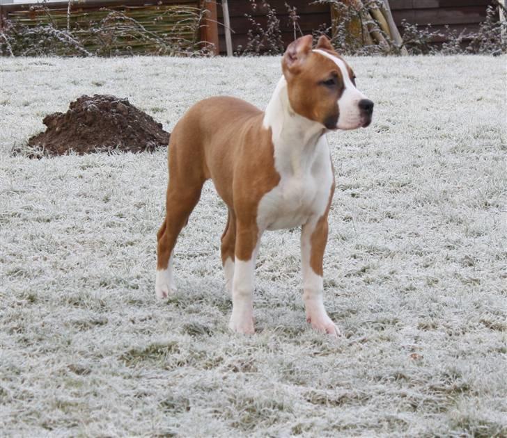 Amerikansk staffordshire terrier *SHADIE* - 5 mdr billede 15