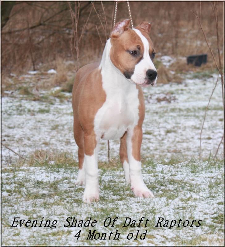 Amerikansk staffordshire terrier *SHADIE* - 4 mdr billede 16