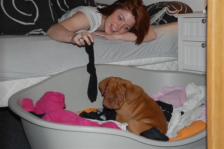 Dogue de bordeaux Deezel R.I.P - Den første morgen i mit nye hjem. billede 8