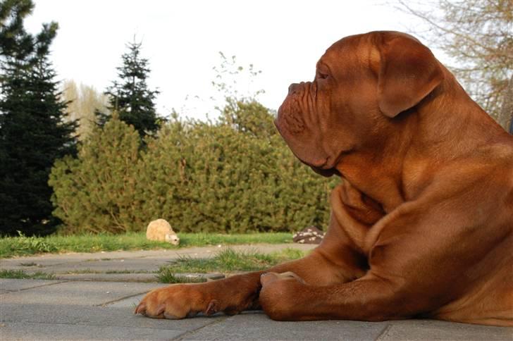 Dogue de bordeaux Deezel R.I.P billede 9