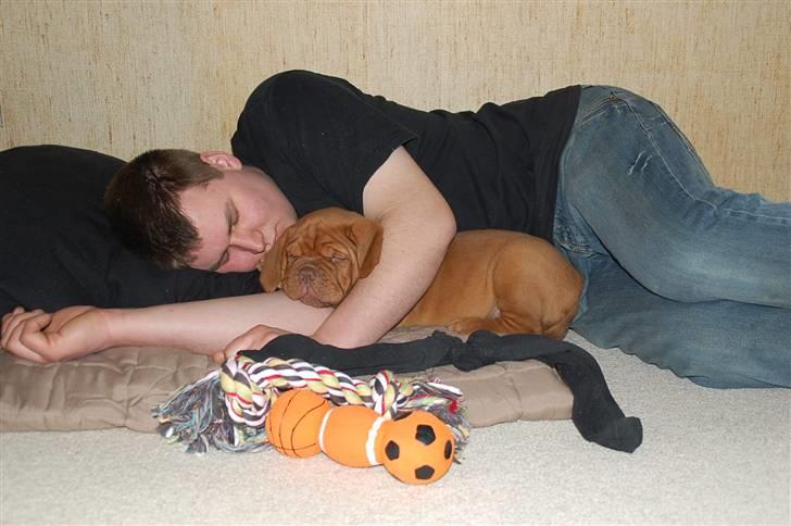 Dogue de bordeaux Deezel R.I.P - Hvem er træt??? billede 10