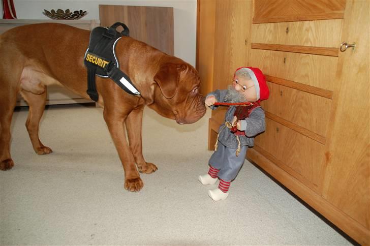 Dogue de bordeaux Deezel R.I.P - Terrorist nisse bliver lige undersøgt inden den kommer op på sin plads :-)  billede 11