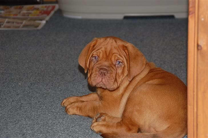 Dogue de bordeaux Deezel R.I.P billede 12