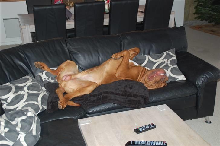 Dogue de bordeaux Deezel R.I.P - Et stk. hund som sover som en sten, et sted hvor den ikke må værre. billede 13