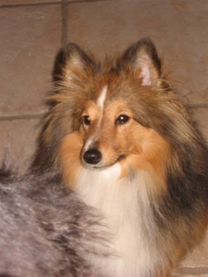 Shetland sheepdog Spirens Diva - Diva , 11 måneder .  billede 8
