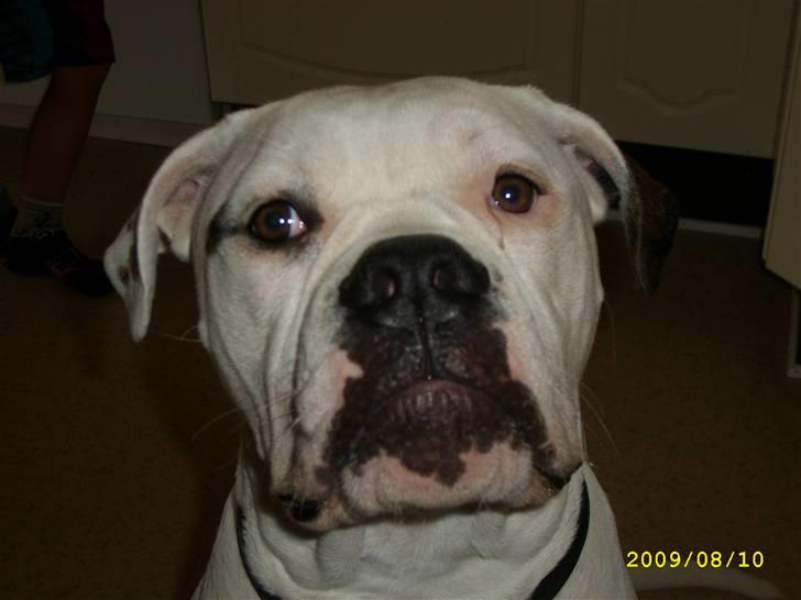 Amerikansk bulldog Kong Carnes Hassan aka  - jeg er sku en sej gut billede 5