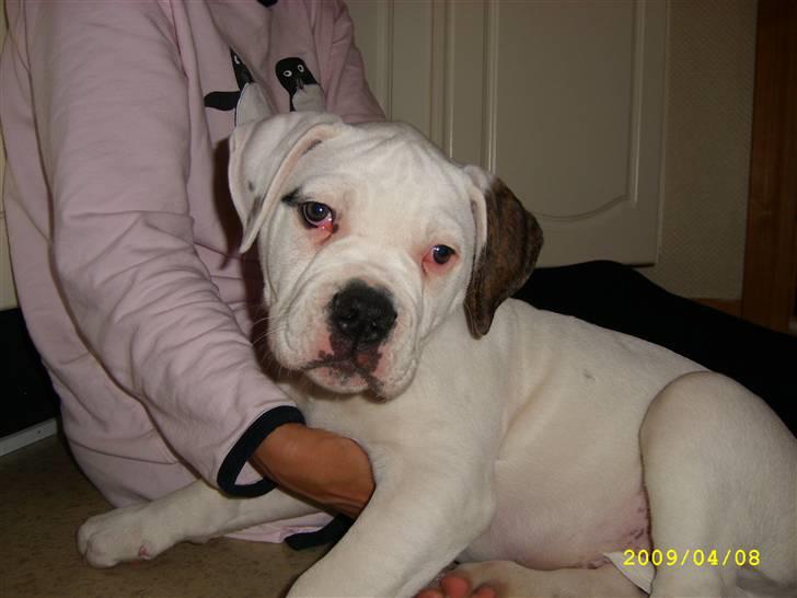 Amerikansk bulldog Kong Carnes Hassan aka  billede 6