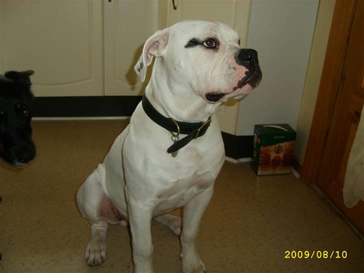 Amerikansk bulldog Kong Carnes Hassan aka  billede 7