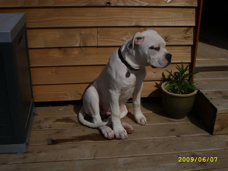 Amerikansk bulldog Kong Carnes Hassan aka  billede 8