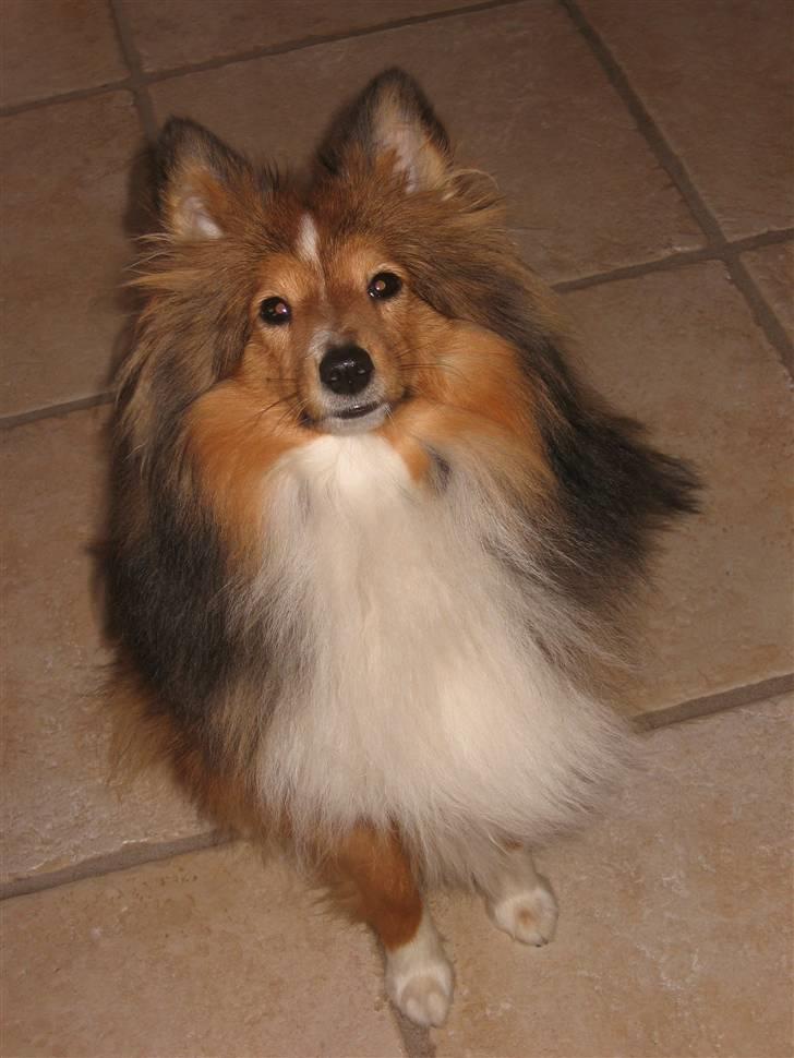 Shetland sheepdog Spirens Diva - Februar 2009 - #Foto: Mig billede 9