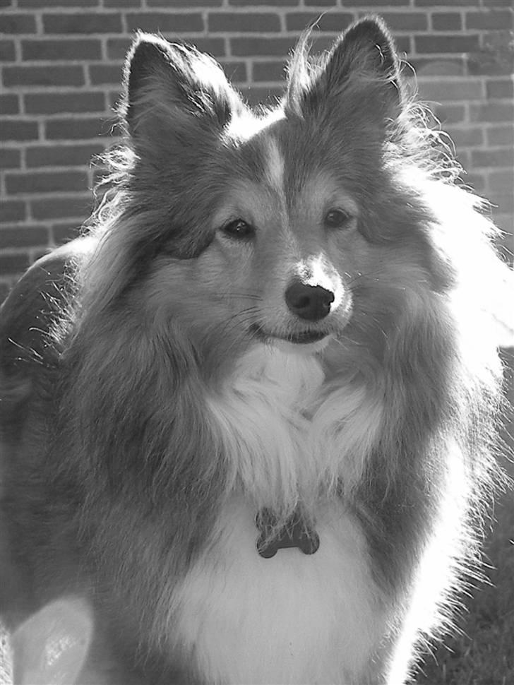Shetland sheepdog Spirens Diva - Den 29.09.2010 - #Foto: Mig billede 10