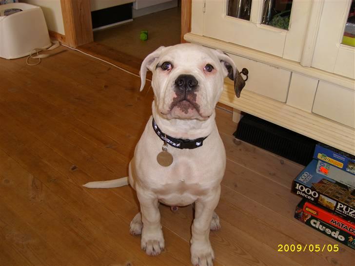 Amerikansk bulldog Kong Carnes Hassan aka  billede 9
