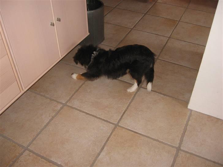 Shetland sheepdog Spirens Enya - Enya jagter tyggebenet .. ! (:  billede 5