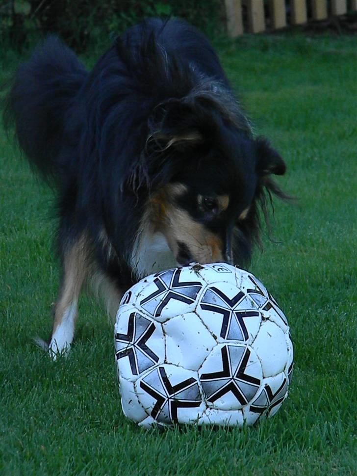 Shetland sheepdog Spirens Enya - Den 29.09.2010 - #Foto: Mig billede 6
