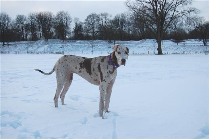 Grand danois Liva - December 2009 billede 16