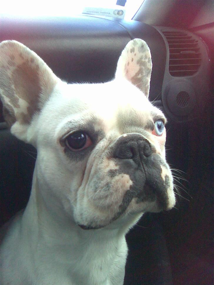 Fransk bulldog Bas Carlo **R.I.P.** billede 1