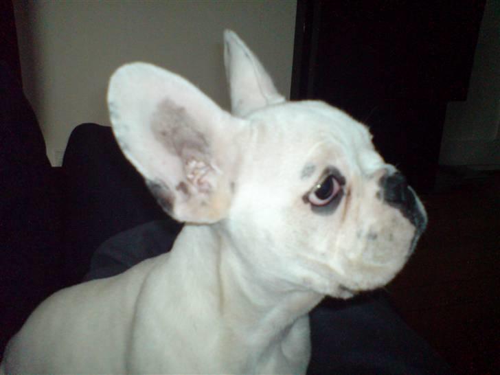 Fransk bulldog Bas Carlo **R.I.P.** billede 2