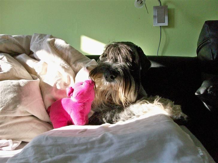 Mellemschnauzer Rabjerg's Skywalker - Hygge i dynen sammen med bamsen!<3 { fotograf : Miig } billede 16