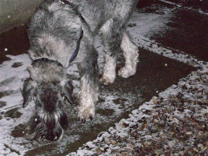 Mellemschnauzer Rabjerg's Skywalker - ude at gå i sne´n {forograf : miig } billede 17