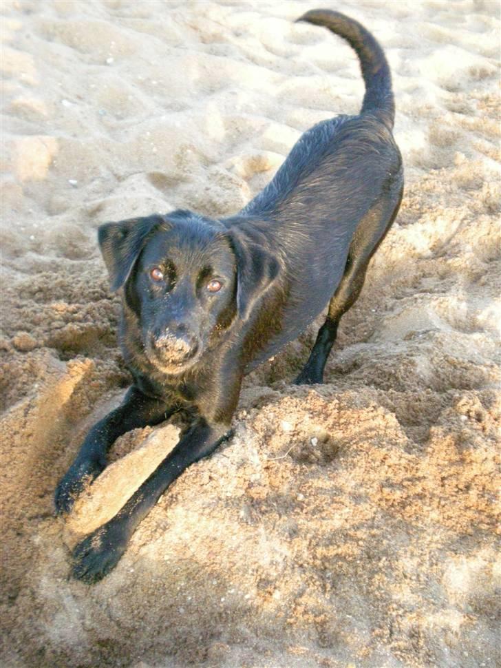 Labrador retriever Bella - her er jeg:D billede 2