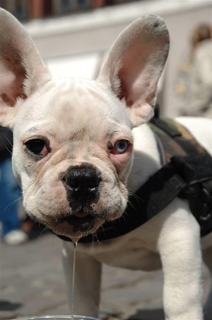 Fransk bulldog Bas Carlo **R.I.P.** billede 3