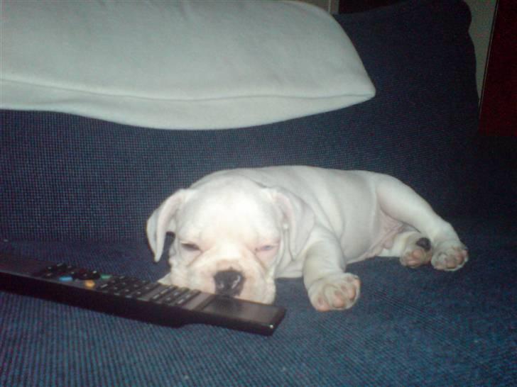 Fransk bulldog Bas Carlo **R.I.P.** billede 4