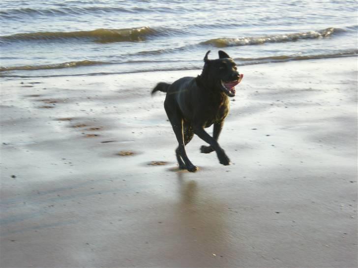 Labrador retriever Bella billede 3