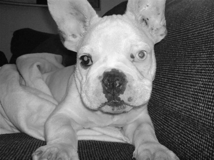 Fransk bulldog Bas Carlo **R.I.P.** billede 5