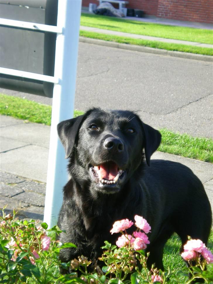 Labrador retriever Bella billede 4