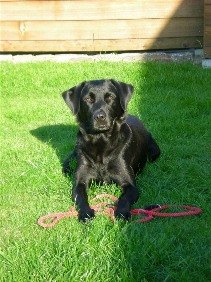 Labrador retriever Bella billede 5