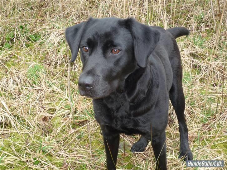 Labrador retriever Bella billede 6