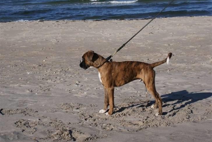 Boxer Milio - 5 måneder, sidste nye ;) billede 10