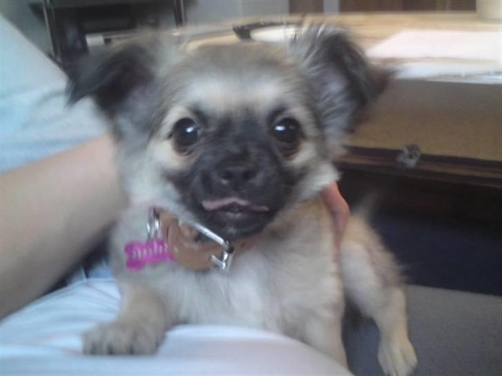 Chihuahua Aya - det er min lille aya. på dette billede er hun ca 9 uger gammel billede 1