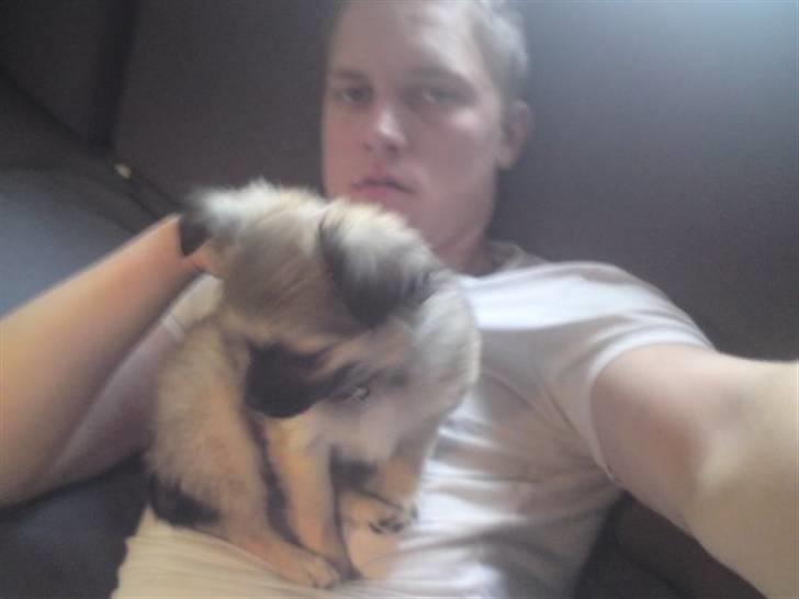 Chihuahua Aya billede 2