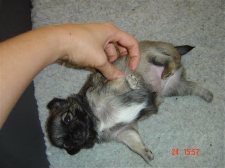 Chihuahua Aya billede 3