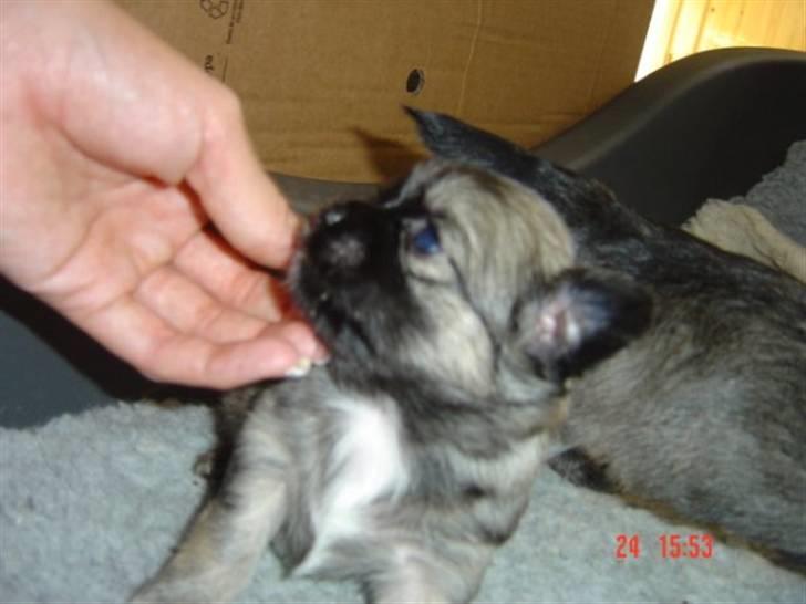 Chihuahua Aya billede 4