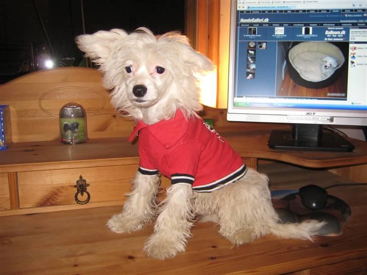 Chinese crested powder puff Kong Laban aflivet - prøver lige en ny trøje, min mor har købt, den bare lidt for lille, ev..  billede 8