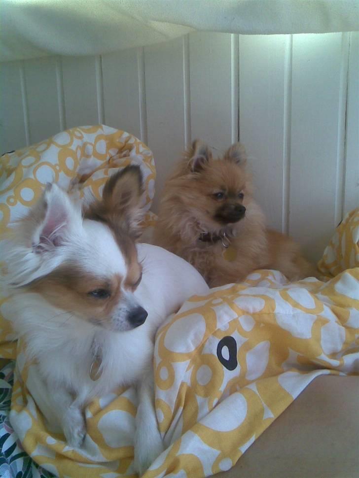 Pomeranian Malik R.I.P - Mig og Mickey  billede 14