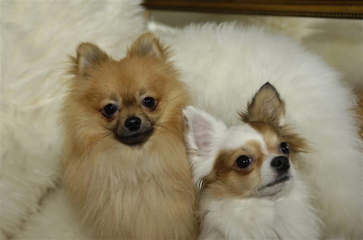 Pomeranian Malik R.I.P - :) billede 15