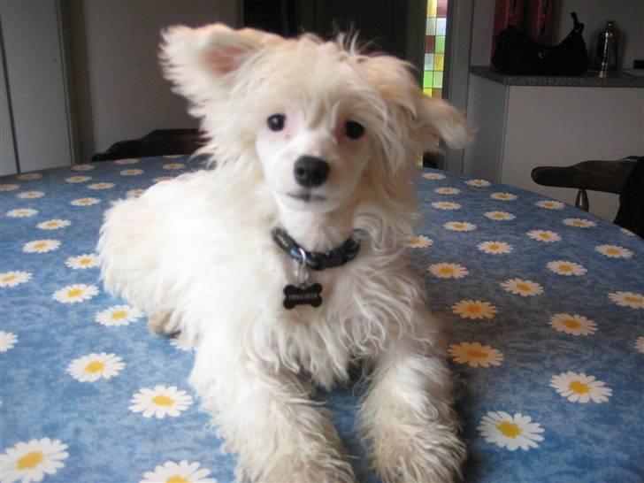 Chinese crested powder puff Kong Laban aflivet - er ved at være en stor hund nu. billede 9