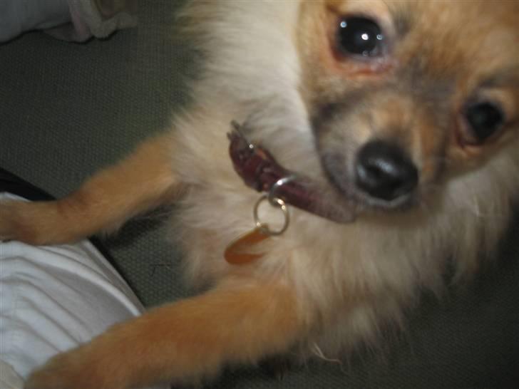 Pomeranian Malik R.I.P billede 16