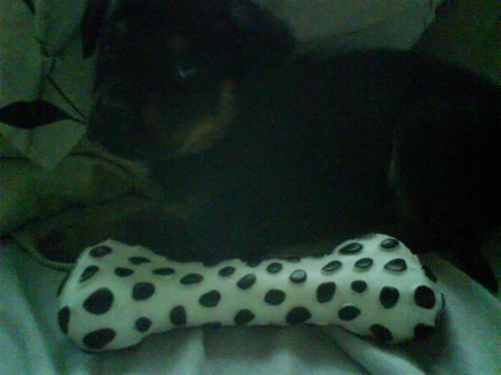 Rottweiler Shirley - her er Shirley kun 7 uger gammel billede 1