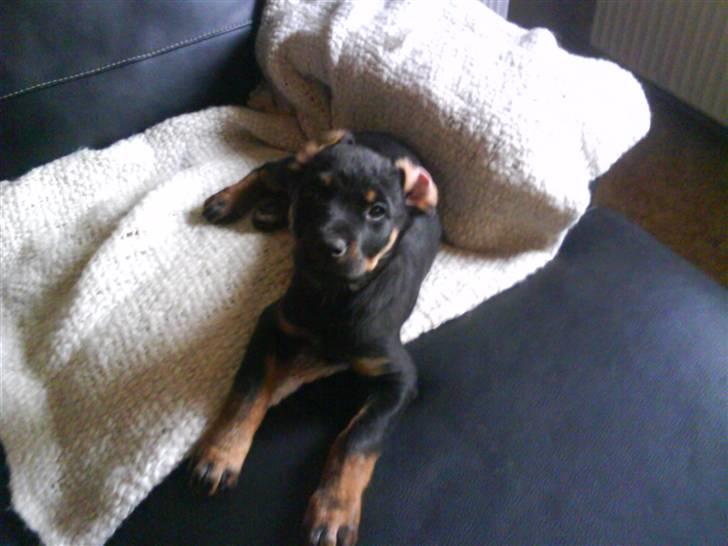 Rottweiler Shirley - hun har ikk helt styr på det med ørerne. 4 mdr. gammel billede 2