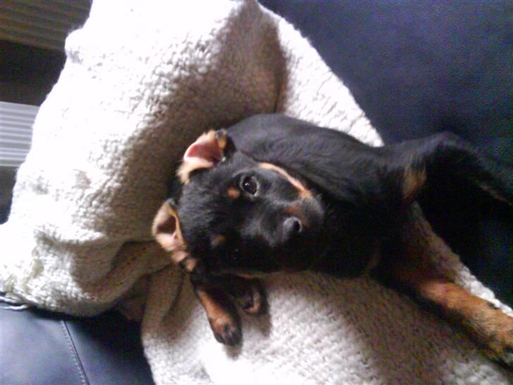 Rottweiler Shirley billede 3