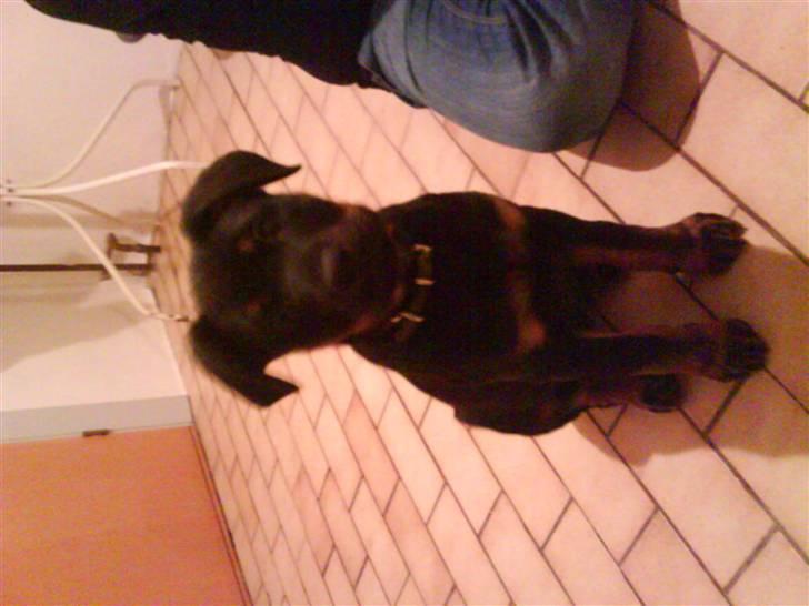 Rottweiler Shirley billede 4