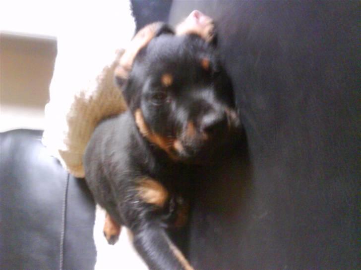 Rottweiler Shirley billede 5