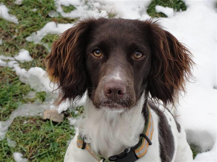 Engelsk springer spaniel Mathilde - Miin DulleMa xD billede 1