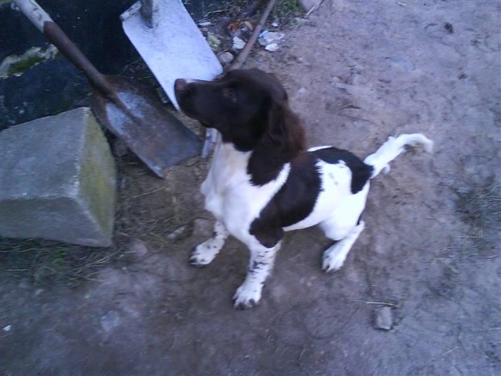 Engelsk springer spaniel Mathilde - Celine åbner du ik snart porten jeg kan ikk´  vente længre :) billede 2