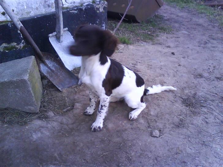 Engelsk springer spaniel Mathilde - Hurtigere . billede 6